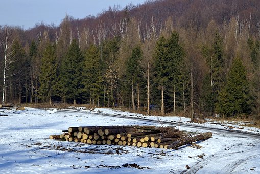 Жители возмущены вырубкой векового леса под Домодедовом в угоду песчаному карьеру